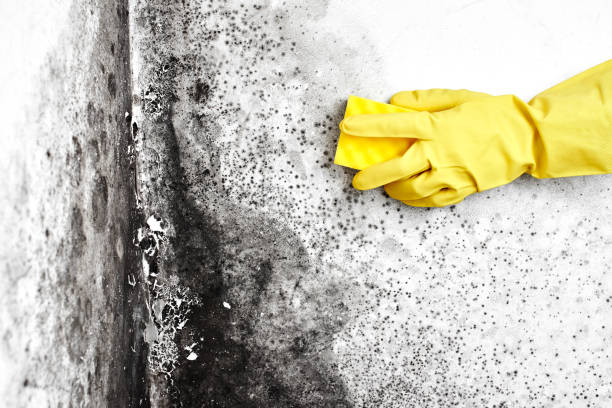 Mold Testing and Removal in Miles City, MT