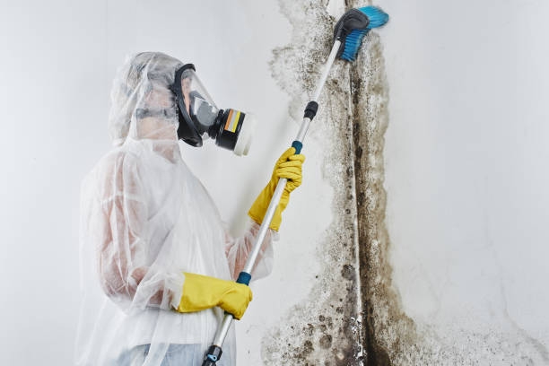 Best Toxic Mold Removal  in Miles City, MT