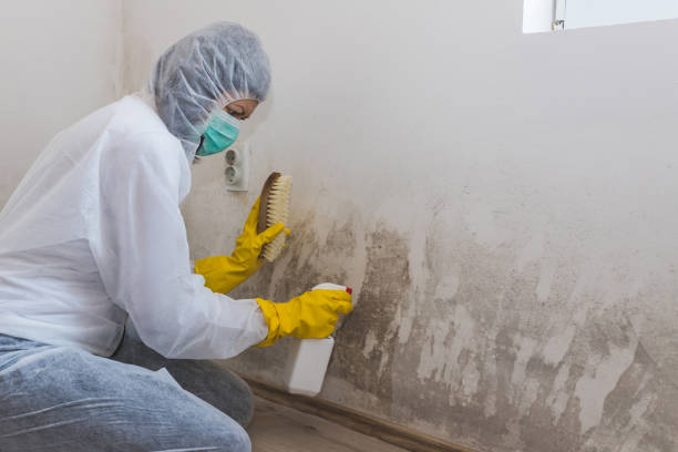 Best Local Mold Removal Service  in Miles City, MT