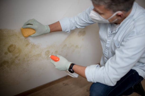 Best Affordable Mold Removal  in Miles City, MT