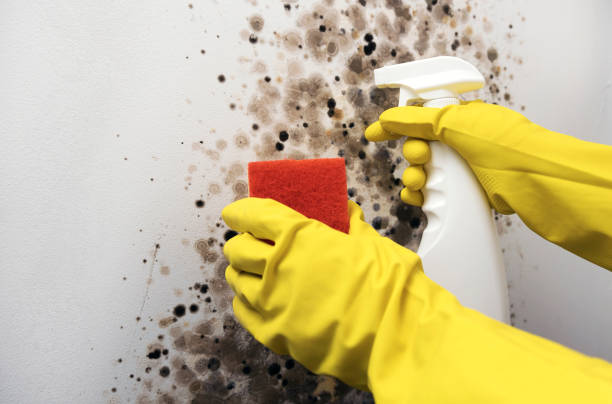 Miles City, MT Mold Removal Company