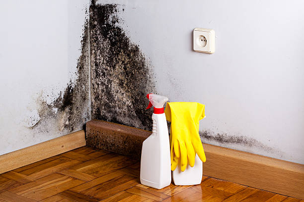 Best Best Mold Removal Companies  in Miles City, MT