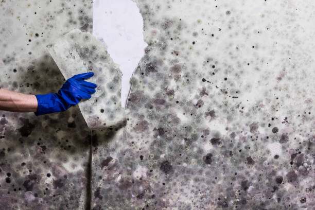 Best Emergency Mold Removal  in Miles City, MT