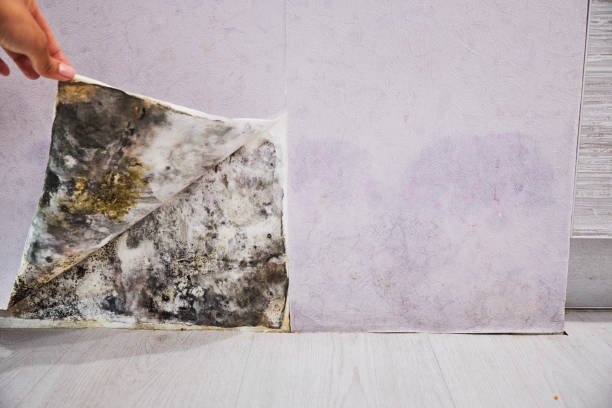 Best Attic Mold Removal  in Miles City, MT